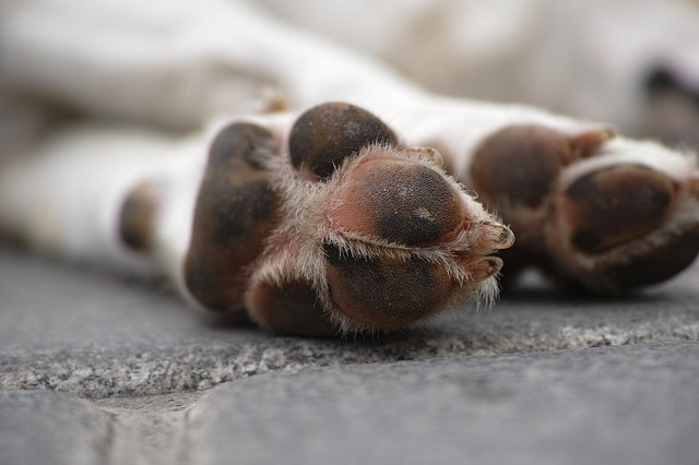 Arthrose beim Hund HundeWissen.de