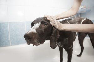 Hund stinkt - Hausmittel und Pflege 