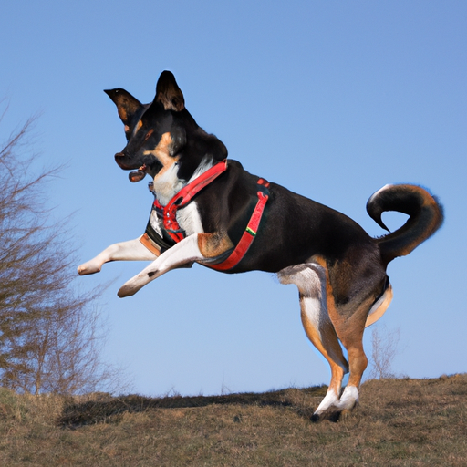 Die Bedeutung von regelmäßiger Bewegung für Ihren Hund