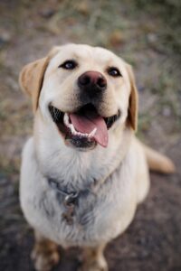 beliebteste Hunderasse: ein Labrador