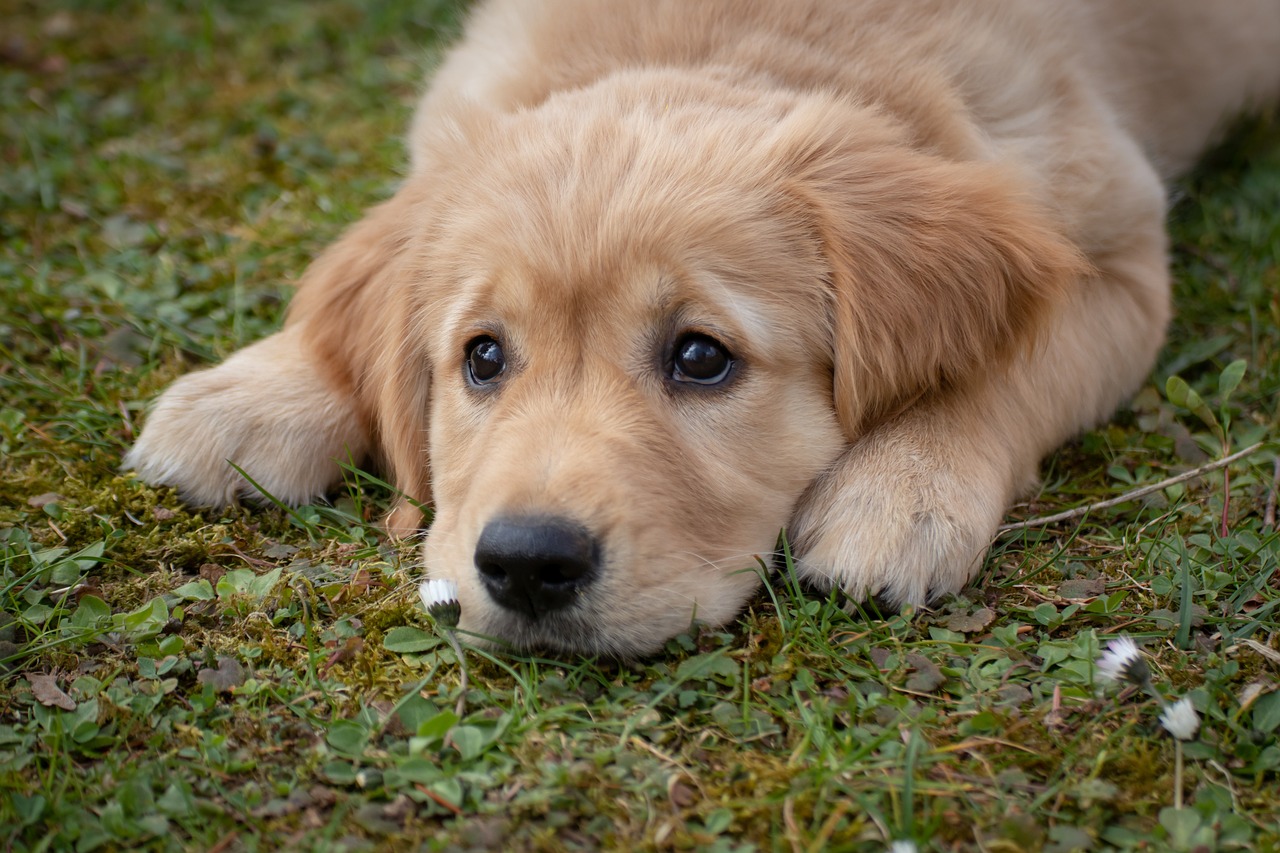 dog, puppy, golden retriever