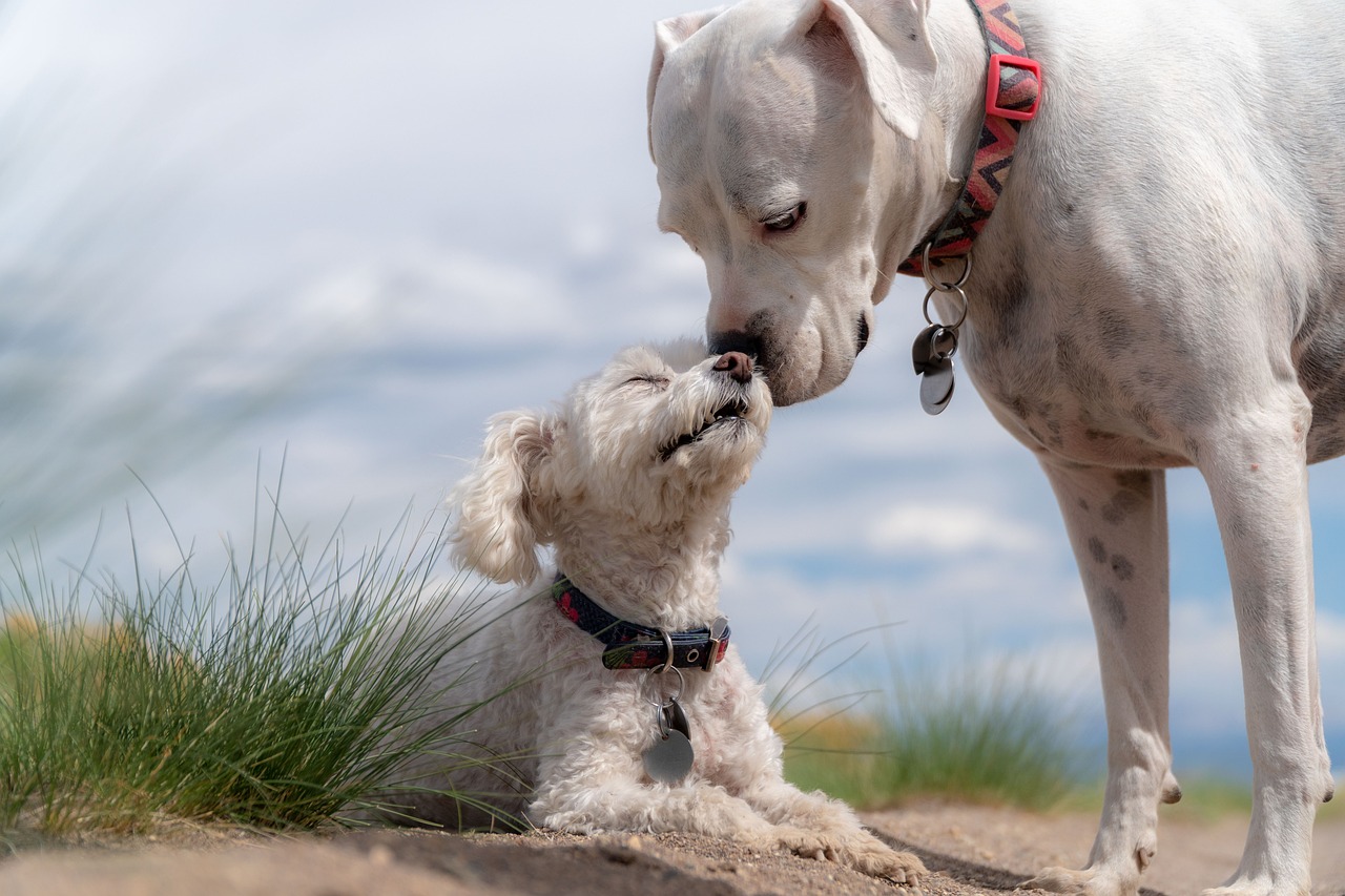 dogs, nature, poodle