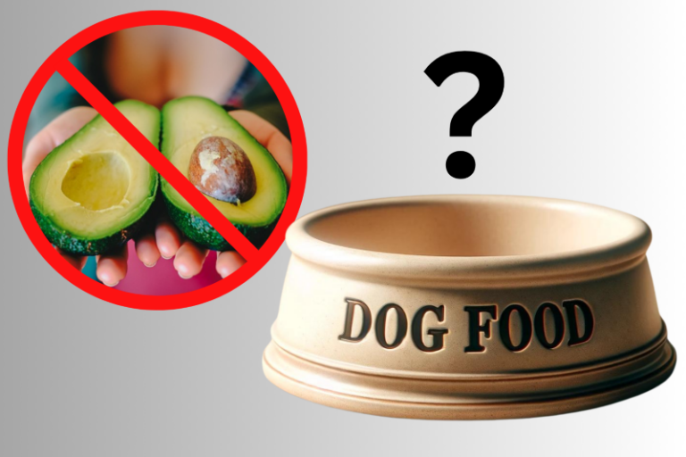 Dürfen Hunde Avocado essen? Ist Avocado für Hunde giftig? HundeWissen.de