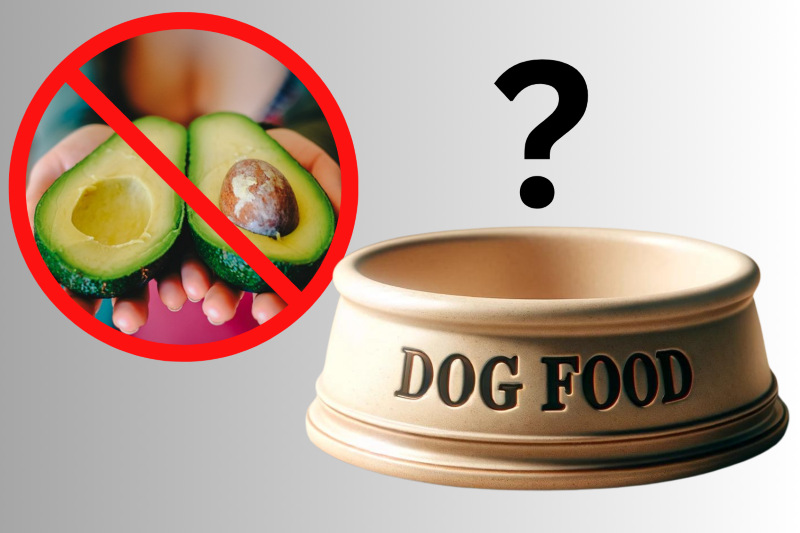 Dürfen Hunde Avocados essen?