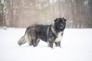 Herdenschutzhund: Kaukasischer Owtscharka