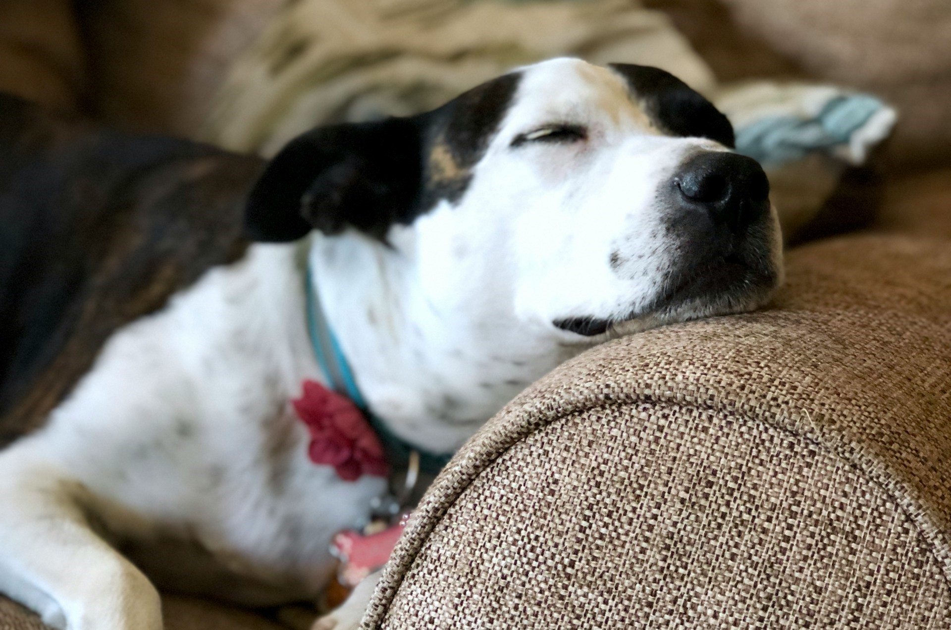 Hunde aus dem Ausland