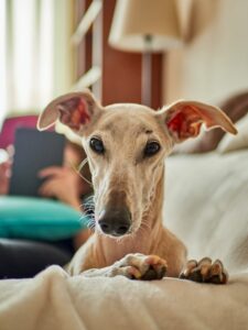 Hunde aus Spanien: Galgo