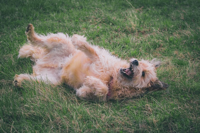 Ein Hund wälzt sich