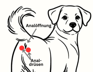 Lage der Analdrüsen beim Hund