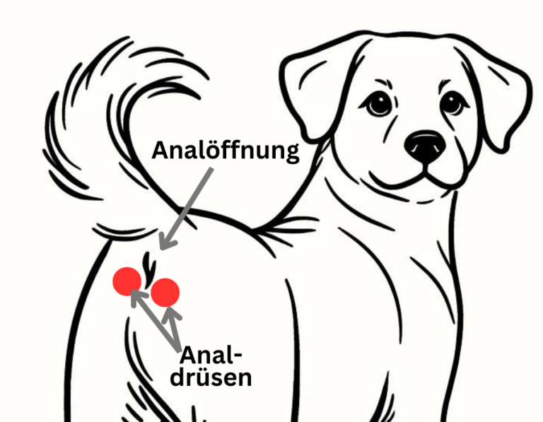 Viol’sche Drüse beim Hund: Funktion, Erkrankungen + Hintergrundwissen