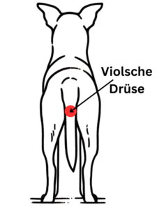 Viol'sche Drüse beim Hund - Abbildung der Lage am Schwanz