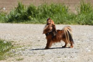 Hund heult wie ein Wolf