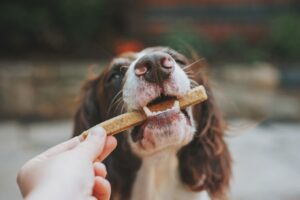 Wie lange verdaut ein Hund?