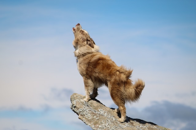 Warum Hunde heulen