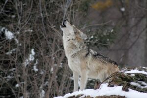 Hunde heulen wie ein Wolf 