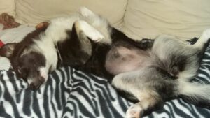 Schlafpostion beim Hund: Rückenlage