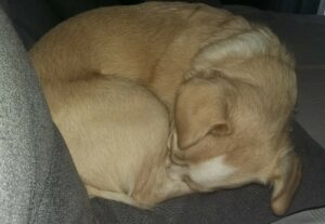 Hund schläft zusammengerollt