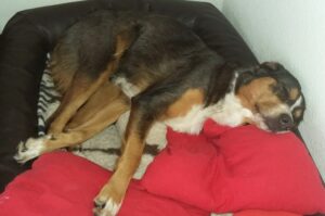 Hund schläft auf der Seite
