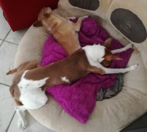 Ungewöhnliche Schlafposition beim Hund
