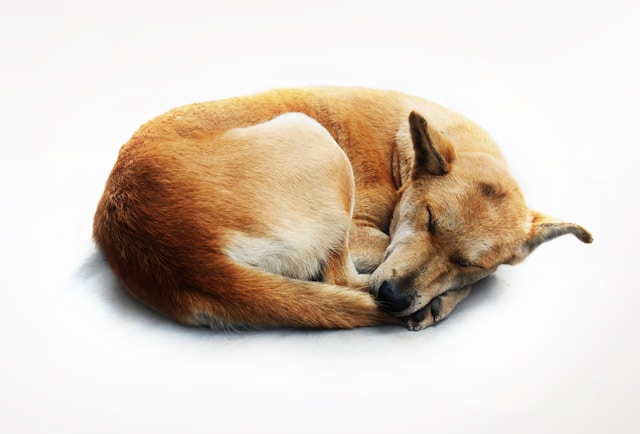 Schlafposition Hund