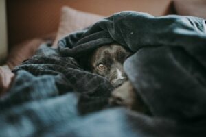 Hund schläft unter der Decke