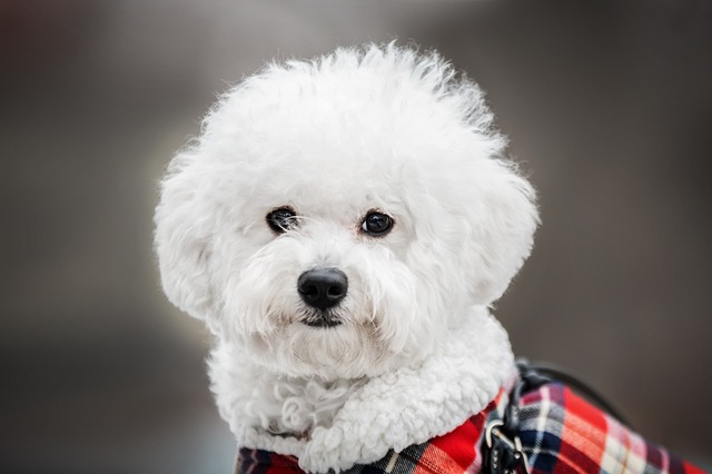 Bichon frise Nachteile
