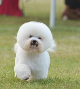 Bichon a poil frise