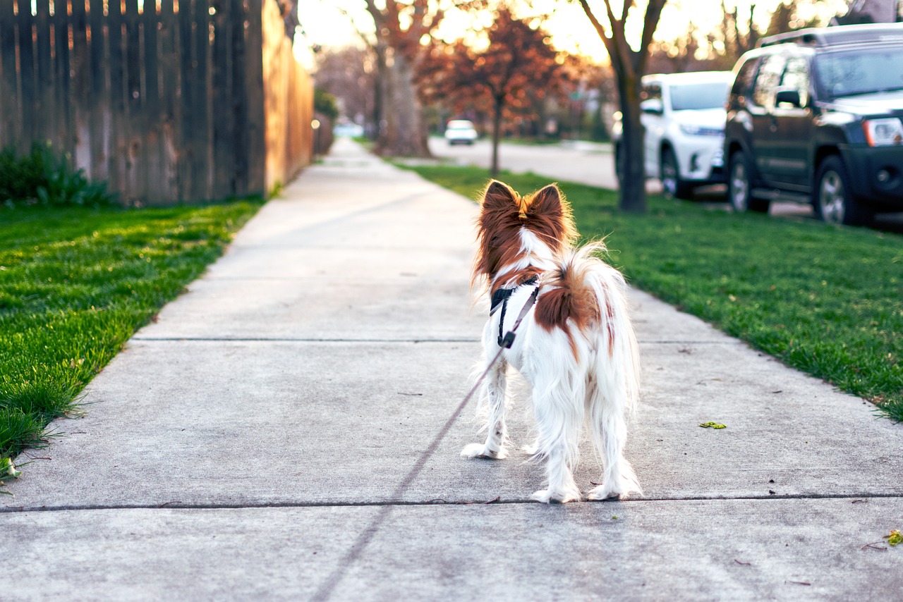 dog, pet, canine, nature, animal, walking, leash, fur, snout, mammal, dog portrait, animal world