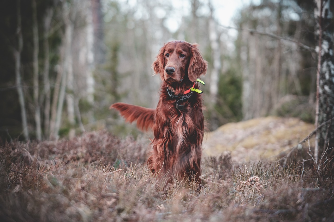 dog, irish, setter, mischievous, forest, hunting, hunting dog, nature, pet, animal, dog training