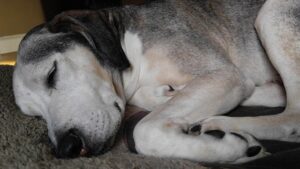 Orthopädische Matratzen sind auch ideal für ältere Hunde