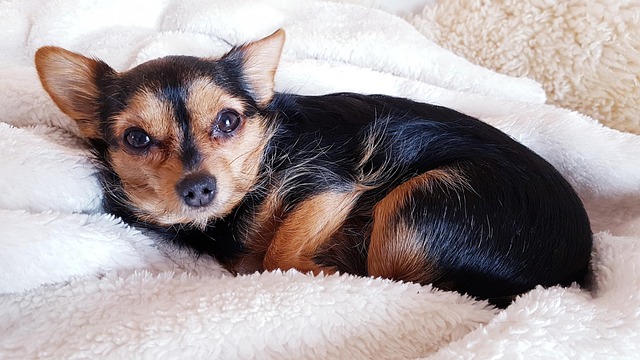 Hundedecke für das Sofa