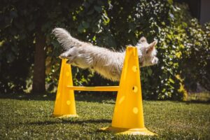 Agilty Hürden kleine Hunde