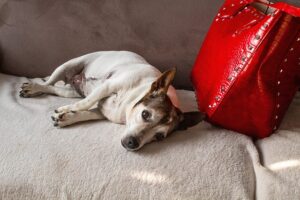 Sofadecke für Hunde