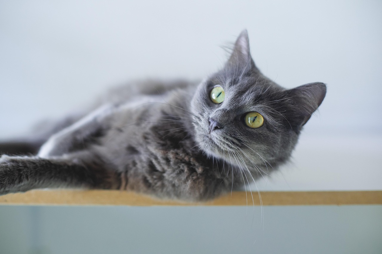 cat, grey cat, animal, nature, feline, pet